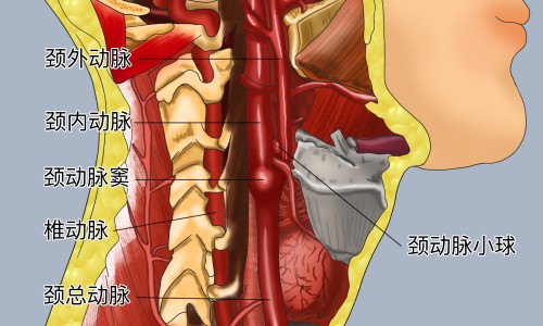 葡萄籽精华素的吃法和用量-葡萄籽精华素的吃法网 - 葡萄籽精华的作用,葡萄籽精华的作用